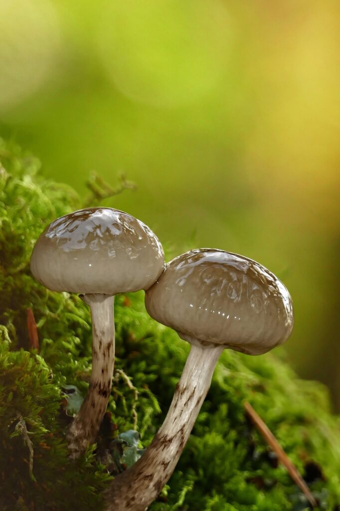 mushrooms, forest, moss, wild mushrooms, spore, sponge, fungi, fruiting body, fungal species, mushroom species, mycology, forest mushrooms, nature, mini mushroom, bokeh, macro, close up, small mushrooms