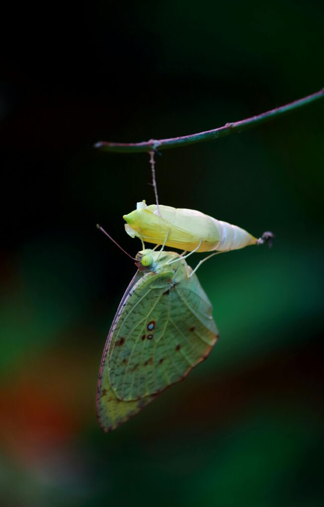 A stunning close-up of a butterfly emerging from its chrysalis, showcasing nature's transformation process.