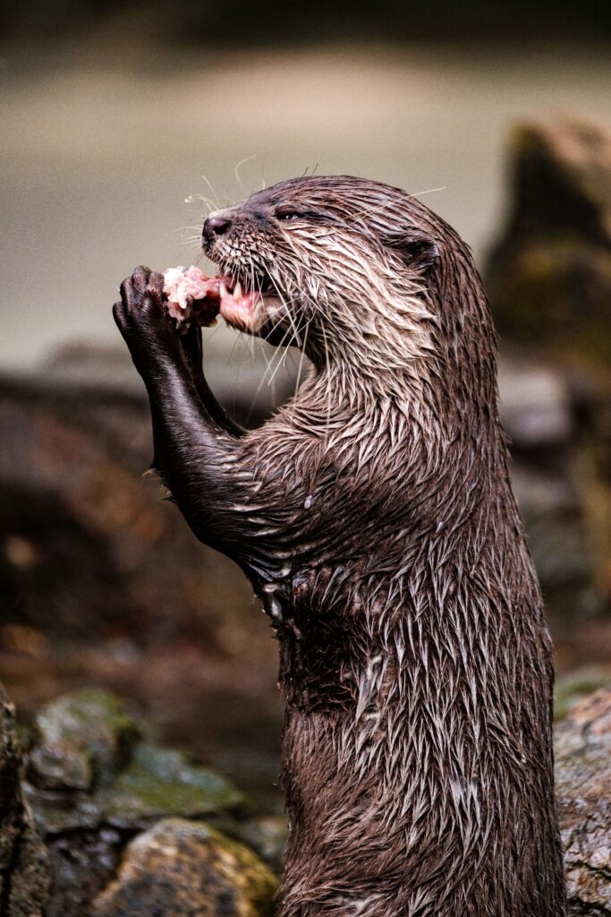 A river otter enjoying a meal with a detailed close-up of its wet fur and sharp features.